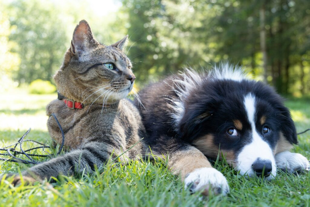 Soin Animaux